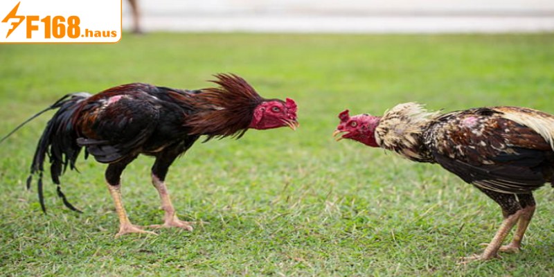 Nên lựa chọn các giống gà chất lượng