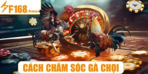 Cách chăm sóc gà chọi