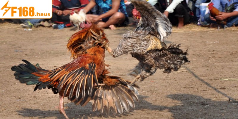 Đá gà Campuchia là một trong những thể loại cá cược được yêu thích
