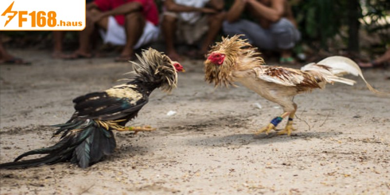 Quy định tham gia chơi đá gà Campuchia