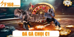 Đá gà chọi c1