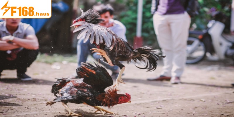 Điểm thú vị của đá gà trực tiếp bình luận viên